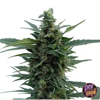 Blue Cheese Dişi Tohumlar –...