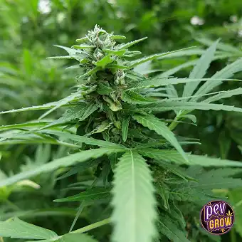Sementes Feminizadas Kali...
