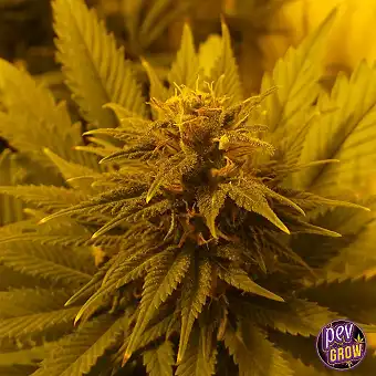 Ice Cream Feminized Taimed...