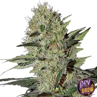 Cheese Auto – Spain Seeds...