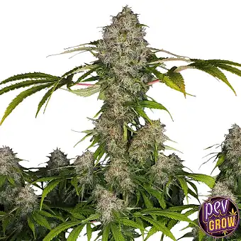 Black Domina Auto – Spain...