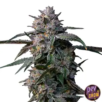 Jet Fuel Feminized Seeds –...