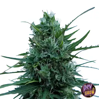 Super Boof Dişi Tohumlar –...