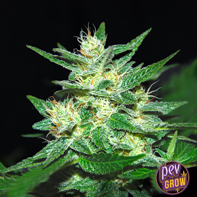 Cap Junky Seeds | Buy Feminized Cap Junky from Spain Seeds at PEV