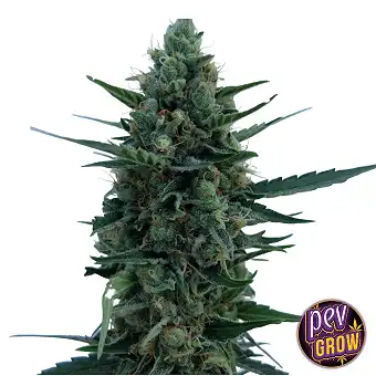 Super Runtz Feminized Seeds...