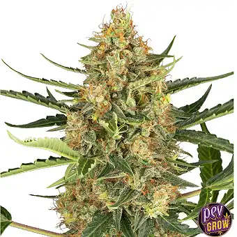 Blueberry Bubblegum Auto...