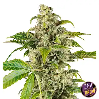 Sweet & Sour Cream Auto...