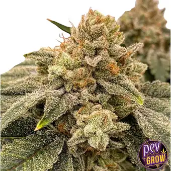 Cheetah Piss Feminizatutako...