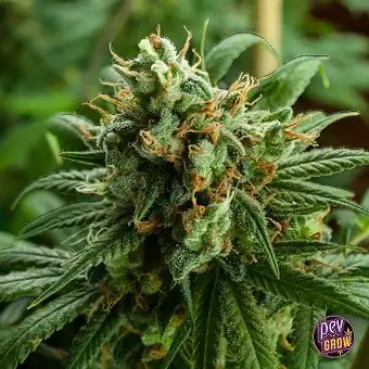 Super Silver Haze od Mr...