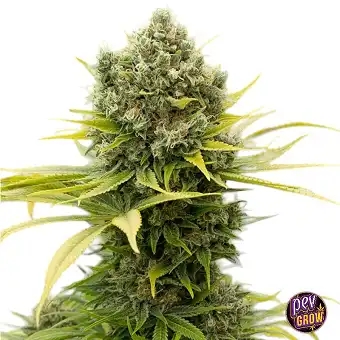 Sementes Feminizadas Black...