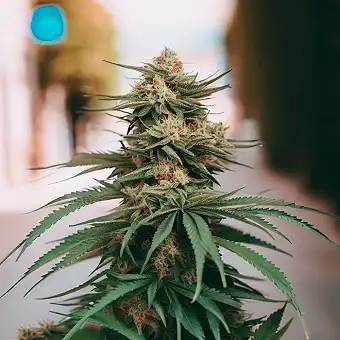 Sweet Berry Breeze Dişi...