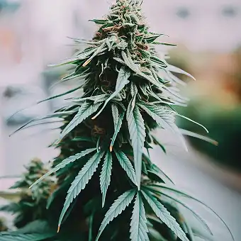 Auto Z Valley Feminizatuak...