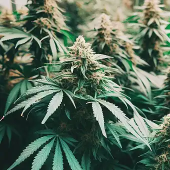 Σπόροι Superfruit CBD...