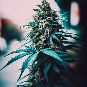 Jupiter OG Kush nőstény...