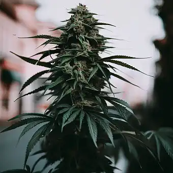 Island Punch – The Cali...