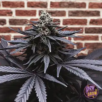 Black Kush The Cali...