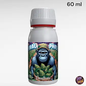 Фінальна фаза Cannotecnia –...