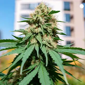 Highway 66 Feminized –...