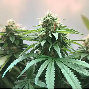 Σπόροι Blue Gem Feminized –...