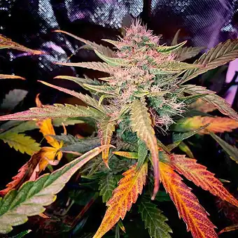 Auto Rainbow Sherbet #11 od...