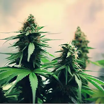 Zmäkdaun Seedstockers...