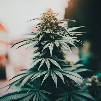 Auto Animal Zookies od...