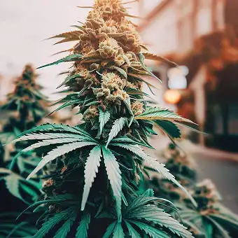 Auto Gelato Mint 00 Seeds –...