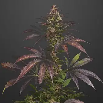 GMO Fast Feminized Seeds –...