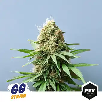 Sementes Feminizadas GG...