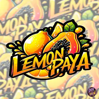 Lemonpaya 420 Fast Buds –...