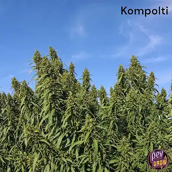 Sementes de Cánabo Kompolti...