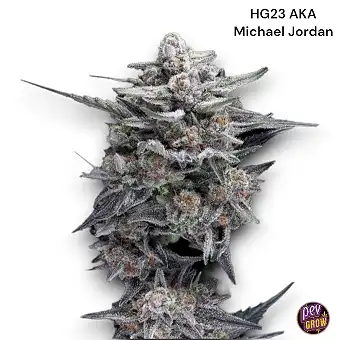 HG23 – Michael Jordan...