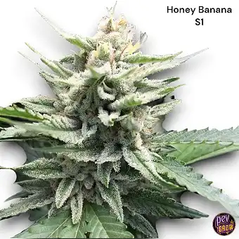 Honey Banana DNA Genetics