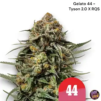 Gelato 44 feminiserade frön...