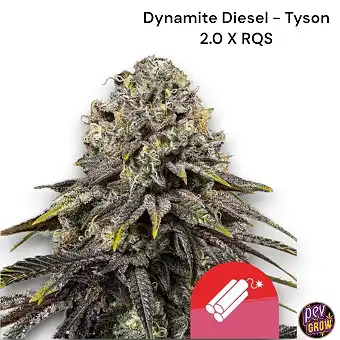 Dynamite Diesel - Tyson 2.0...
