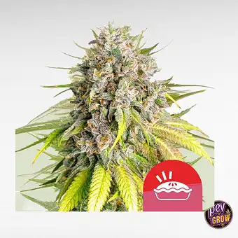 Punch Pie - Tyson 2.0 X RQS...