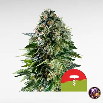 Corkscrew Auto – Tyson 2.0...