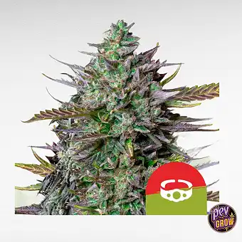 GOAT'lato Auto - Tyson 2.0...