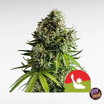 NYC Sour D Auto - Tyson 2.0...