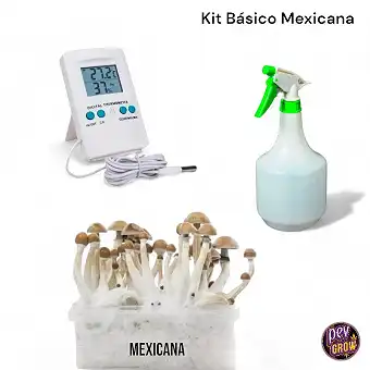 Kit de Champignons Basique