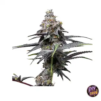 Animal Cake X Hollywood...