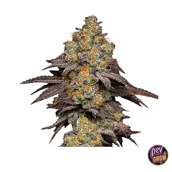 Σπόροι Big Z Feminized από...