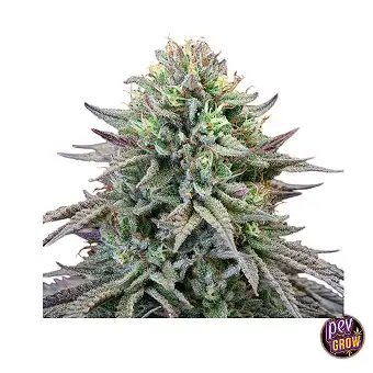 Cherry Cooks Feminizētas...