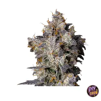 Cherry Zelato nőstény magok...