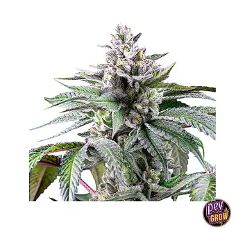 Σπόροι Sunsetz Feminized |...