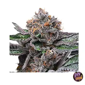Candy Candy Feminized Seeds...
