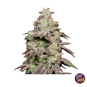 Fried Banana Dişi Tohumlar...