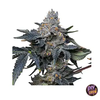 Σπόροι Grape Z x Hollywood...