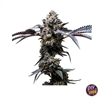 Sementes Feminizadas Lemon...