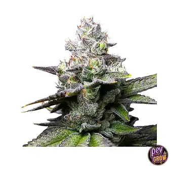 Melted Scoopz Feminiserade...